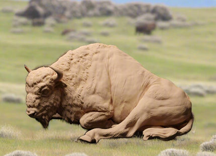 ADM1503 European Bison lying x 2