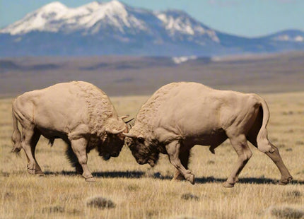 ADM1505 European Bison Bulls Fight