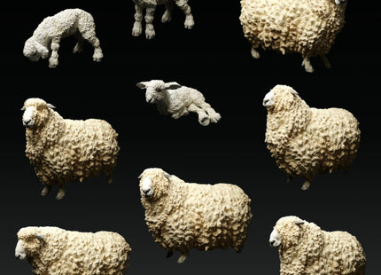 ADM1016 Devon and Cornwall Longwool Sheep and Ram Set