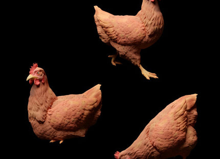 ADM1001 Roosters and Chickens