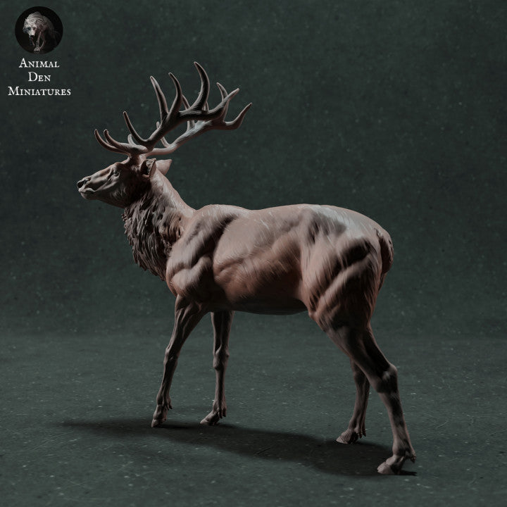 Adm020 Red Deer Stag X 1 Animal