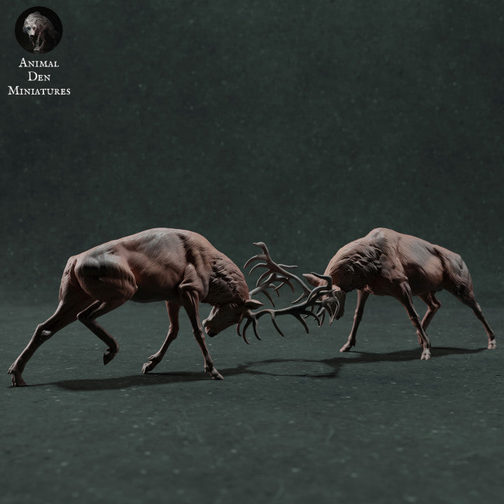 Adm022 Red Deer Stag Fighting Animal