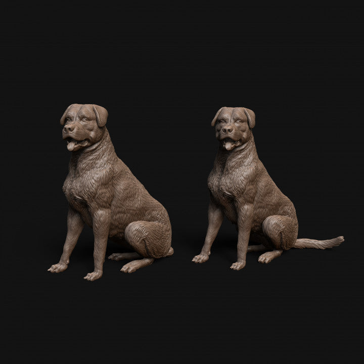 Mmd042 Rottweiler Dog Sitting X 2 Animal