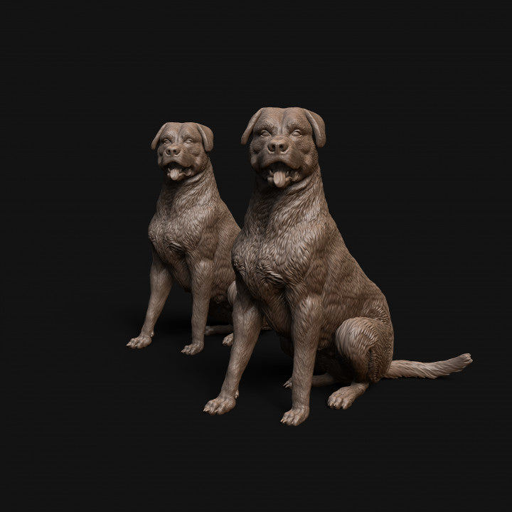 Mmd042 Rottweiler Dog Sitting X 2 Animal