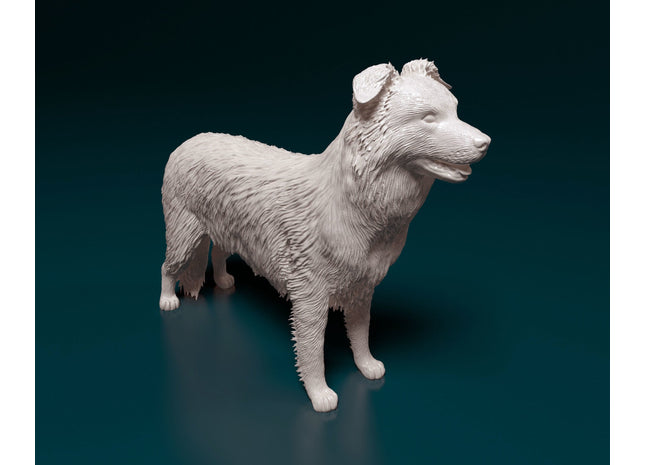 Border Collie Standing Dog