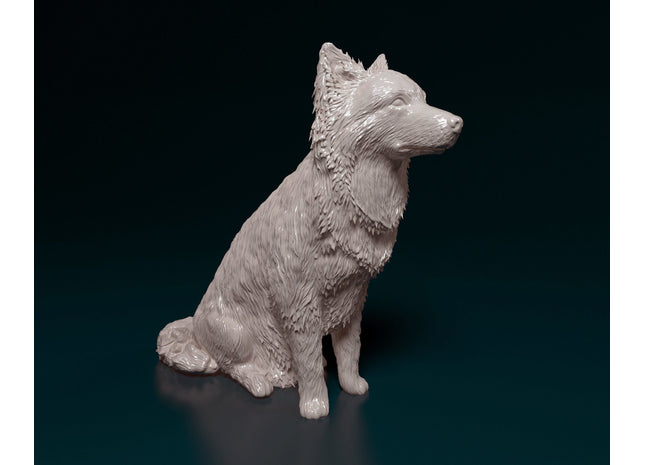 Border Collie Sitting Dog