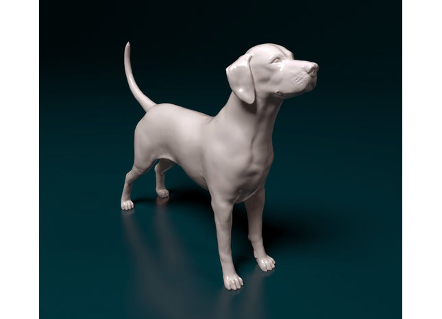 Dalmatian Standing Dog