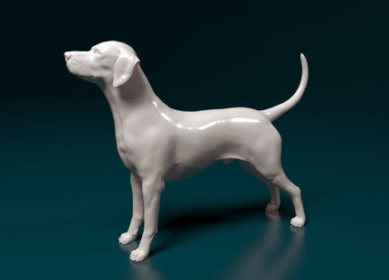 Dalmatian Standing Dog