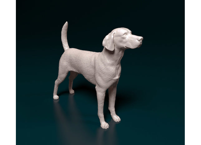 English Foxhound Standing Dog