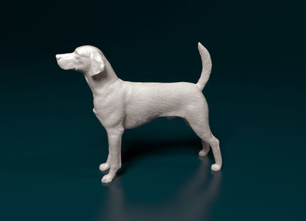 English Foxhound Standing Dog