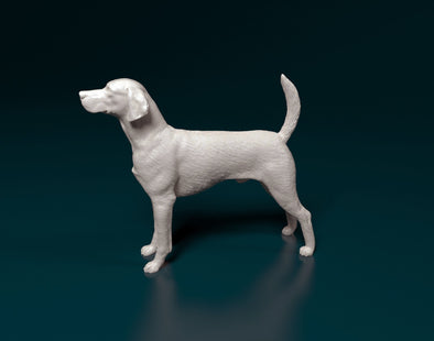 English Foxhound Standing Dog