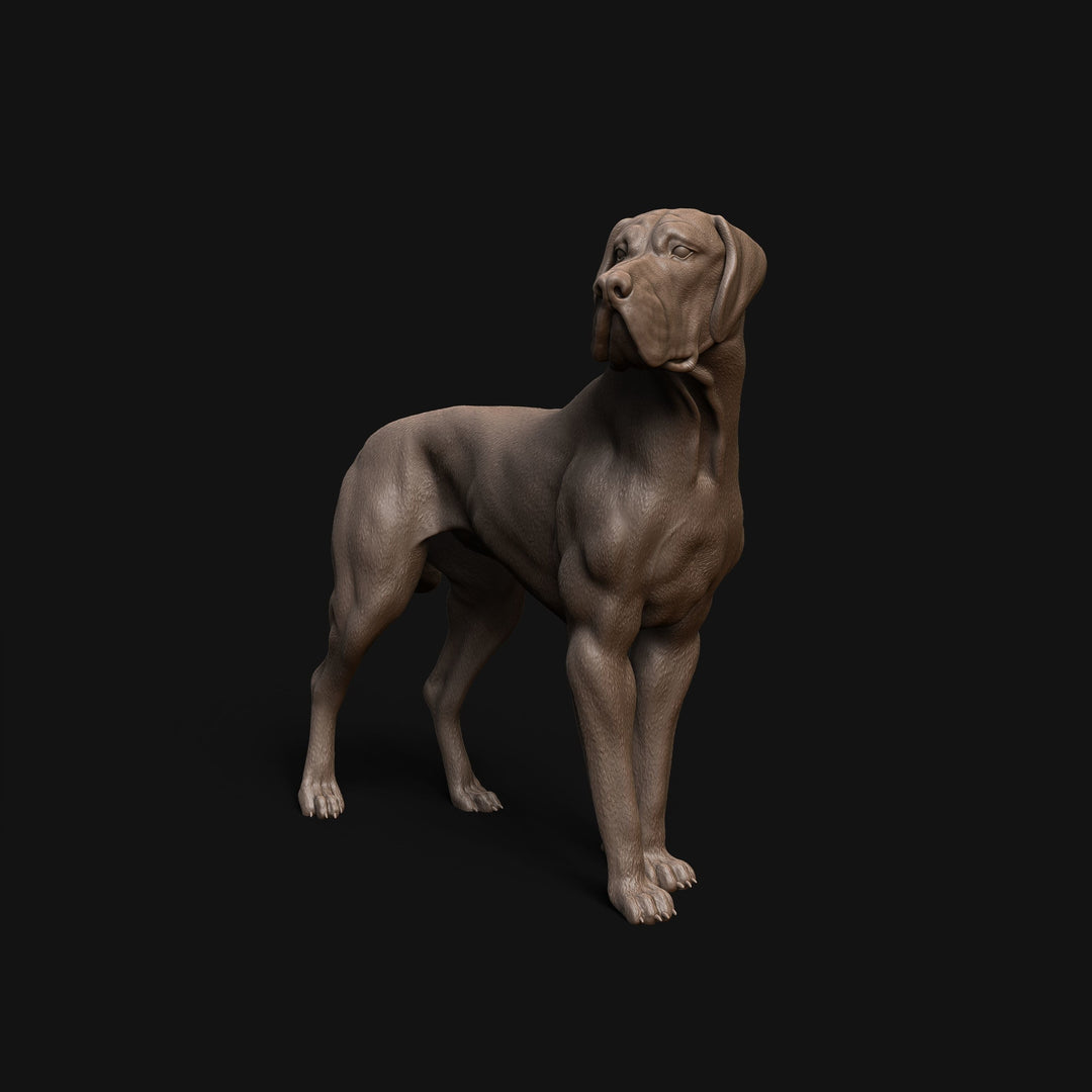 Mmd043 Great Dane Animal