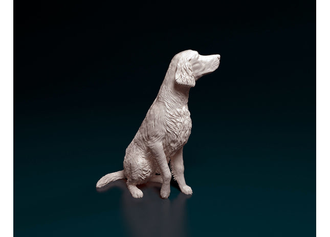 Irish Setter Sitting Dog