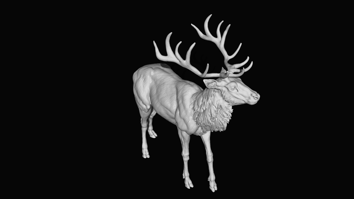 Adm020 Red Deer Stag X 1 Animal