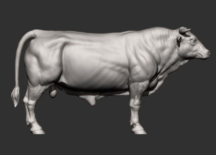 MMA004 Dairy Cow Herd x 10 Plus Bull
